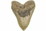 Fossil Megalodon Tooth - North Carolina #204562-1